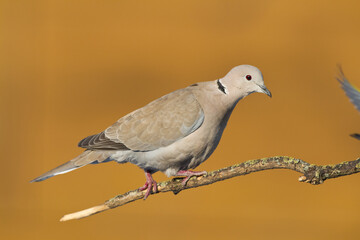 Bird Pigeon Eurasian collared dove Streptopelia decaocto bird sitting on the branch, Poland Europe