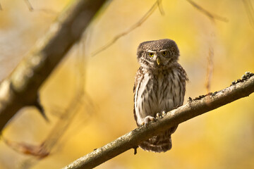 Bird Eurasian Pygmy Owl Glaucidium passerinum Knyszynska Forest North Eastern part of Poland, Europe autumn time, the smallest owl in europe primeval forest