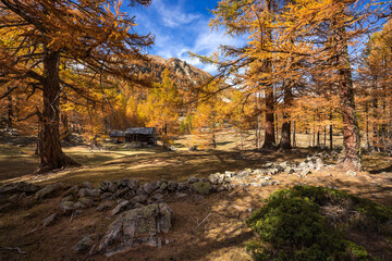 Larch trees in full Autumn colors in the Mercantour National Park. Vallon de la Braisse, Alpes Maritimes, Alps, France