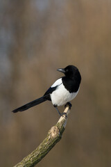 Bird - Common magpie Pica pica sitting on the branch, very smart and clever bird with black and white plumage on brown background