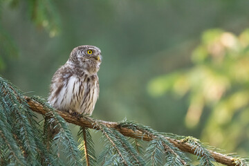 Bird Eurasian Pygmy Owl Glaucidium passerinum Knyszynska Forest North Eastern part of Poland, Europe autumn time, the smallest owl in europe primeval forest