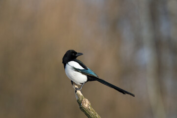 Bird - Common magpie Pica pica sitting on the branch, very smart and clever bird with black and white plumage on brown background