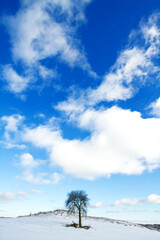 Obraz premium Winter landscape lonely tree on the hill, snowy frosty day with blue sky and amazing clouds