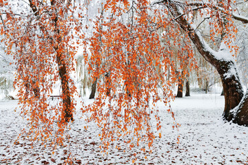 Landscape - winter attack in autumn city park covered with snow