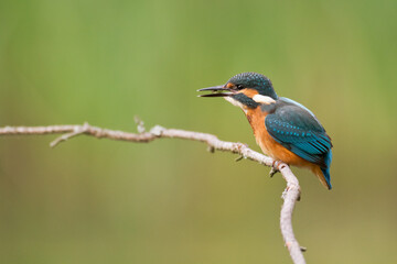 Bird - Common kingfisher Alcedo atthis perched hunting time Poland, Europe amazing colorful small bird