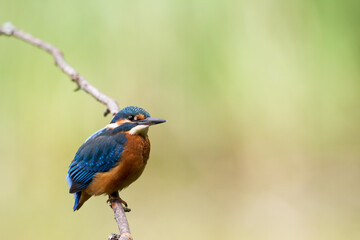 Fototapeta premium Bird - Common kingfisher Alcedo atthis perched hunting time Poland, Europe amazing colorful small bird