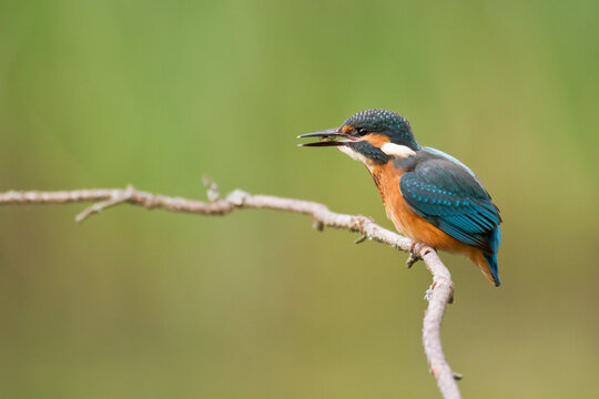 Bird - Common kingfisher Alcedo atthis perched hunting time Poland, Europe amazing colorful small bird © Marcin Perkowski