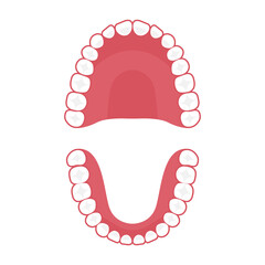 Teeth upper and lower jaw, tooth for dental clinic © antoniofrancois