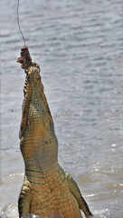 Large saltwater crocodile jumping to catch bait. Adelaide River-Australia-162