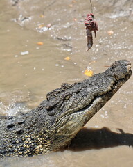 Large saltwater crocodile at bait catch. Adelaide River-Australia-166