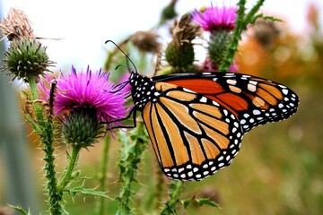 monarch butterfly on flower