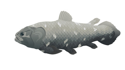 Coelacant (Latimeria) - living fossil fish. Vector illustration