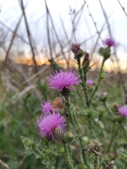 thistle in the field 