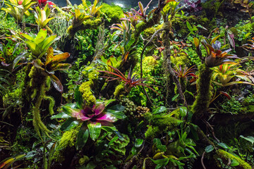 Tropical plants in home