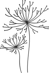 Umbrella flower botanical sprig, wild field plant