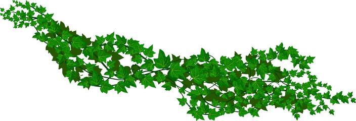 Isolated ivy liana, cartoon vector green vine
