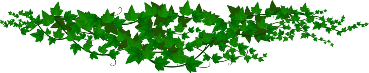 Ivy liana, jungle plant vine and tropical branch © Vector Tradition