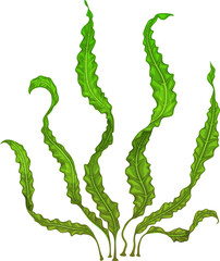 Cartoon seaweeds underwater plant, vector aglae
