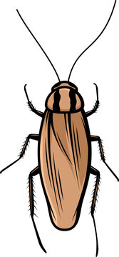 Asian Roach Cartoon Cockroach Blattella Asahinai