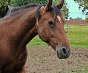 Obraz premium portrait of a horse