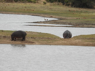 Kruger national park 