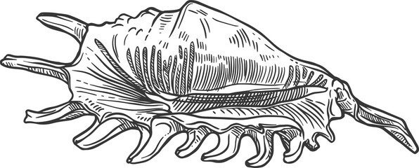 Sketch lambis sea shell, vector engraved conch