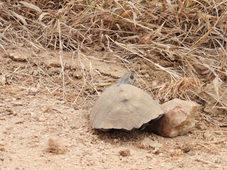 Kruger national park 