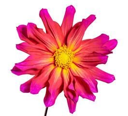 Isolated red dahlia flower blossom