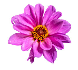 Isolated purple dahlia flower blossom - 532741850