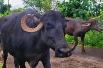 Fotobehang water buffalo in a group life go by in the countryside Indian buffalo in gir national park, India. Water Buffalo Like Resting Under The tree. in the Indian subcontinent. walking in country said. © Nilofar