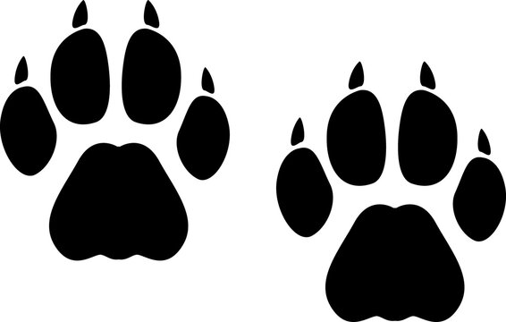 Puma, jaguar, cheetah cougar animal foot print