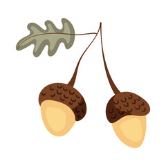 Vector clipart with acorn for autumn decoration. Doodle vector illustration. Isolated on white background.