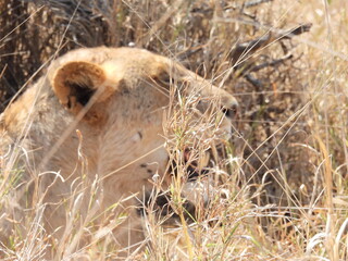 Kruger 2