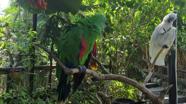 Cockatoos at Branch in Tree Shade. Colorful Tropical Birds in Protected Reserve
