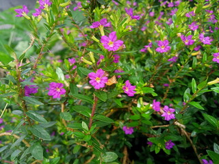 pink flowers in the garden