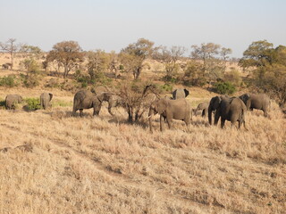 Obraz premium Kruger Park 