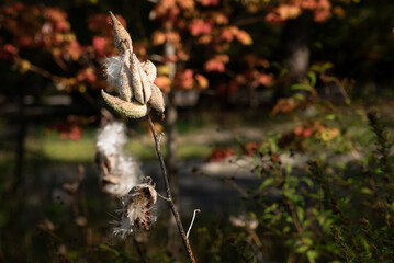 Close up of milkweed seed pods in the autumn season. 