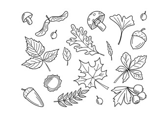 Autumn leaves and berries. Hand drawn autumn forest leaves set. Lines draw, doodle
