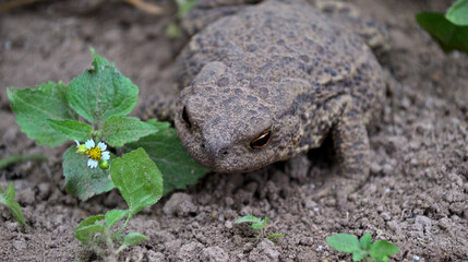hoptoad