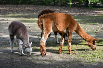 Alpaca eats grass at the farm 
