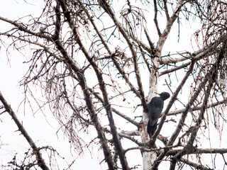 Black woodpecker on a bare tree