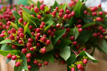 Obraz premium Red berries in flowers. Plant.