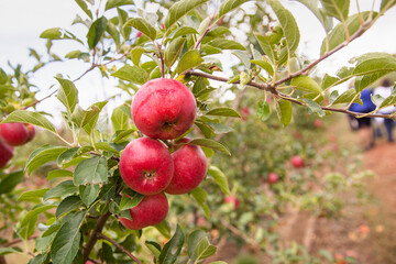 Organic apples hanging from a tree branch in an apple orchard