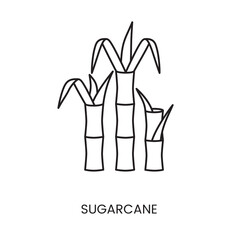 Sugar cane linear icon in vector, illustration of the plant from which sugar is made.