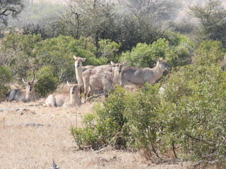 Kruger Park 