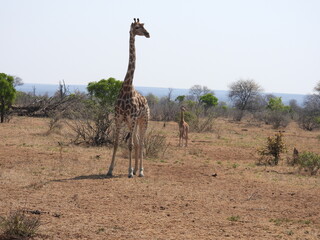 Kruger Park 