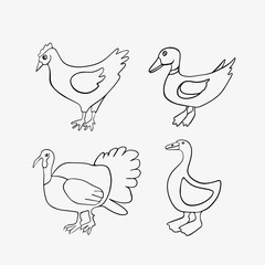 Obraz premium Vector isolated illustration of poultry. Outline drawing.