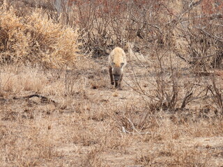 Kruger Park 