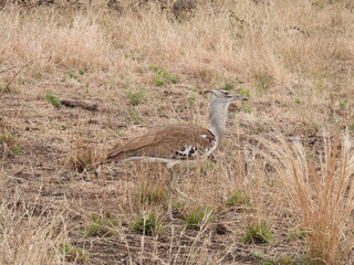 Kruger Park 