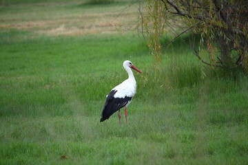 Storch auf einer grünen Wiese